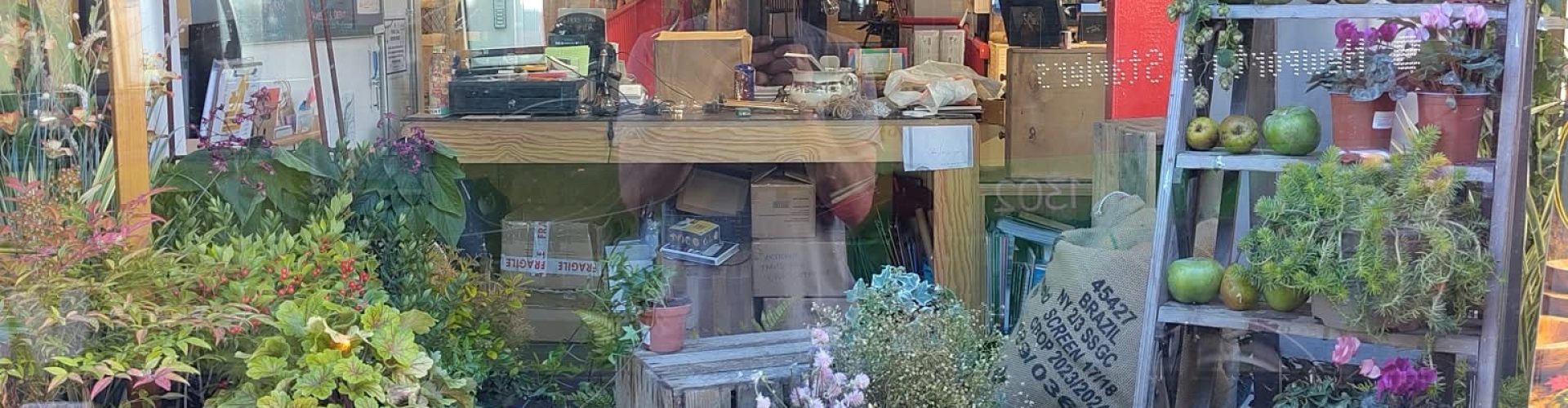An array of plants and vegetation displayed in a shop window.